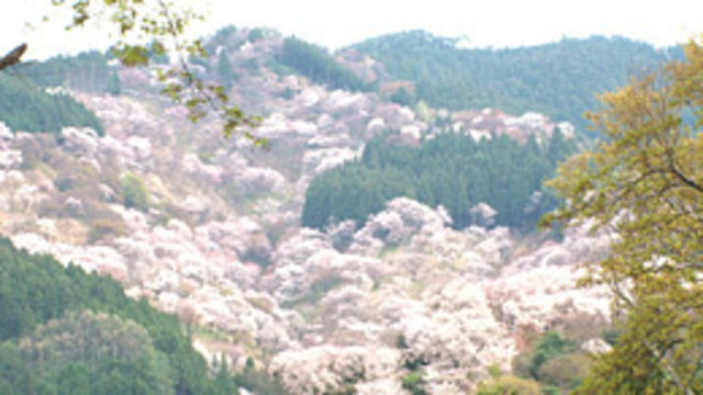 Journeys in Japan — s2014e16 — Yoshino, Nara: Awash in Pink Petals