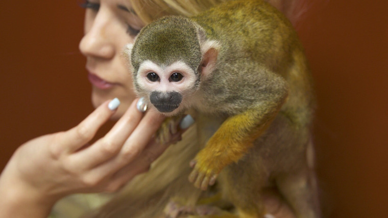 Dr. K's Exotic Animal ER — s05e02 — Sushi Eating Squirrel Monkey