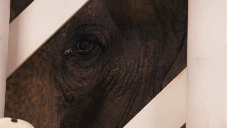 Animal ER — s02e02 — The Elephant in the Room