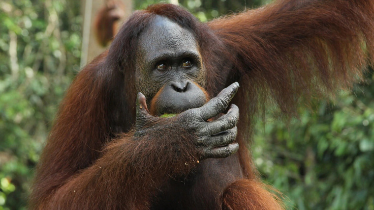 Знакомство с орангутангами — s01e06 — Feeding Time