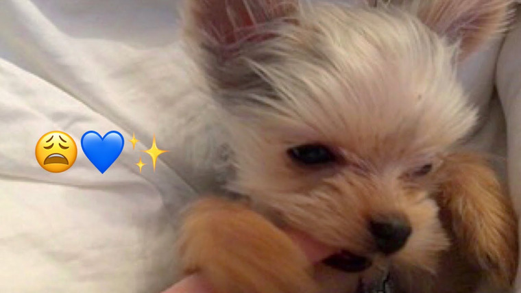 HunniBee ASMR — s02e09 — ASMR Puppy Update ~ Tingly, Binaural, Gentle Whispering