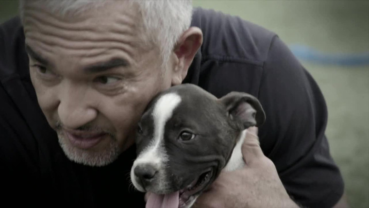 Cesar Millan: Better Human Better Dog — s01e01 — Fit For Service