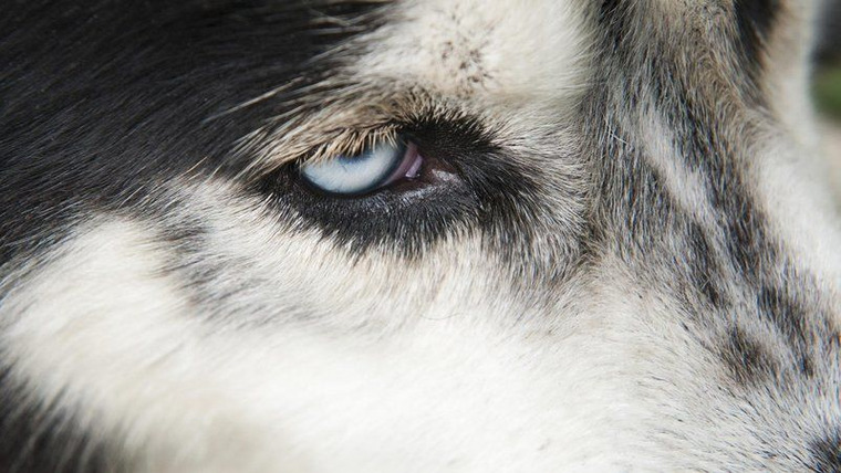 NOVA — s41e18 — Inside Animal Minds: Dogs & Super Senses