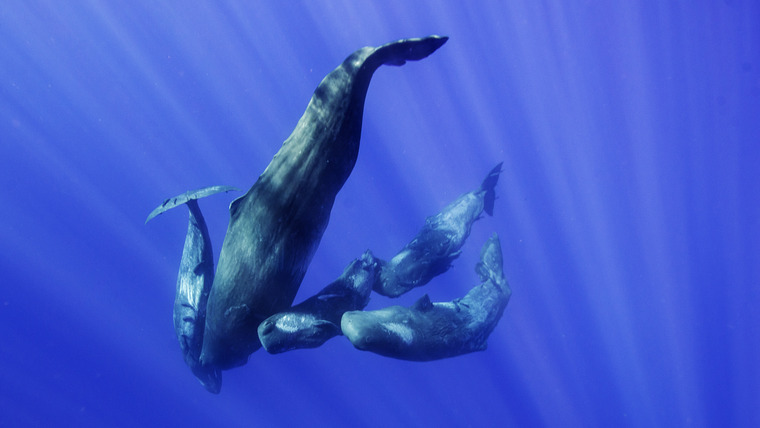 Chasing Ocean Giants — s01e01 — Whale vs. Squid