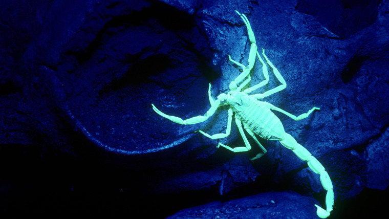 Nature's Strangest Mysteries: Solved — s01e16 — Scorpion Night Lights