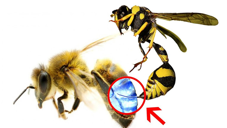 Ридл — s02e43 — Что произойдет когда пчела ужалит пчелу?