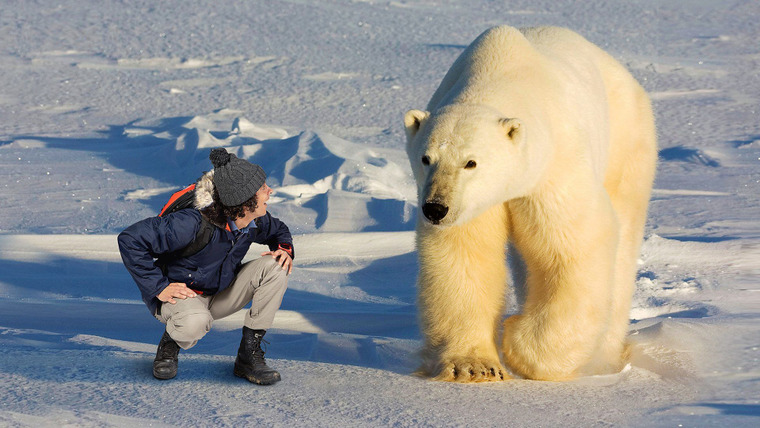 Andy's Wild Adventures — s02e10 — Polar Bears