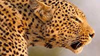 Африканские охотники — s01e02 — A Leopard's Last Stand