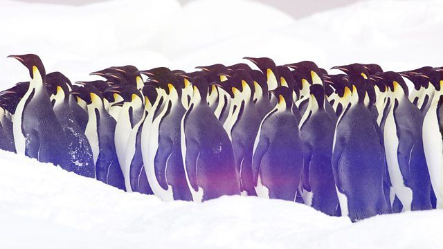 BBC: Чудеса животного мира	 — s01e01 — Penguins