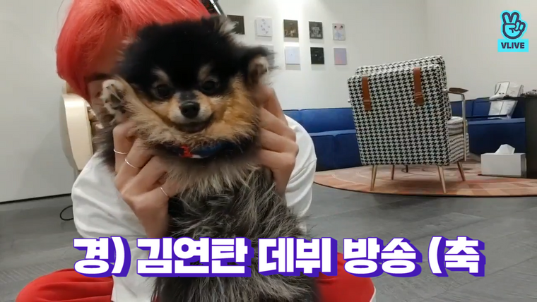 BTS on V App — s04 special-0 — [BTS] 경) 김연탄 브이앱 데뷔 •̀ㅅ•́🐾 (축 (V&Jimin's V with his puppy)