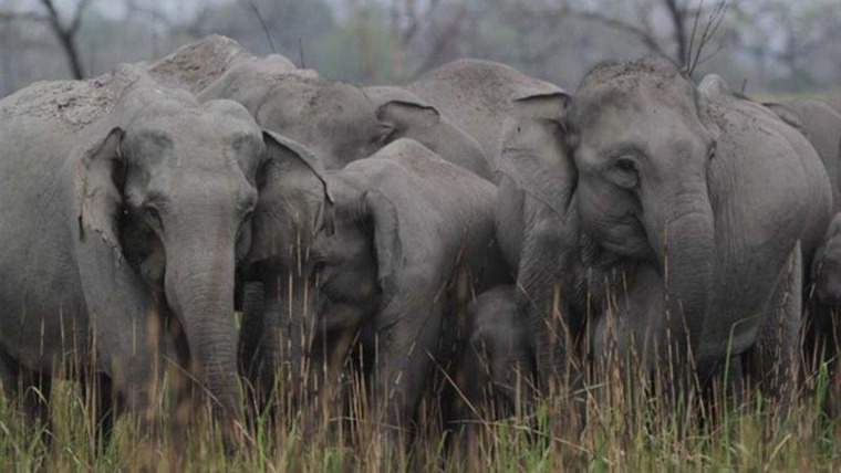 Секреты дикой Индии — s01e01 — Elephant Kingdom