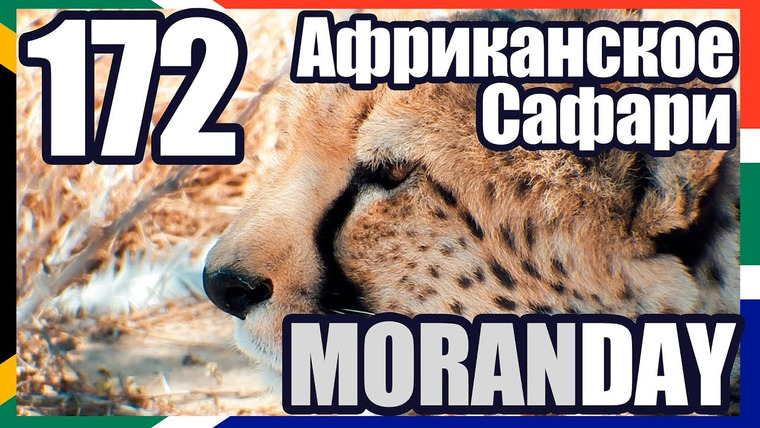 Moran Days — s08e11 — Moran Day 172 - Африканское Сафари (ЮАР) 🇿🇦