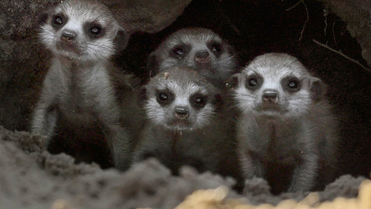 Wildlife Icons — s01e02 — Meet the Meerkats