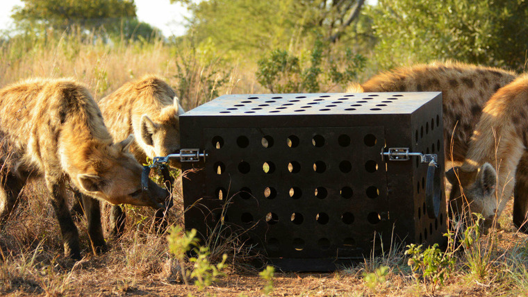 Killer IQ: Lion vs. Hyena — s01e02 — Predator Challenge