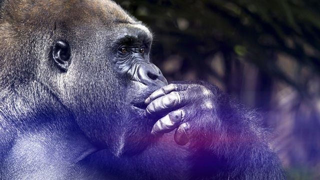 The Wonder of Animals — s01e07 — Great Apes