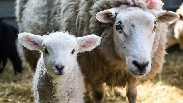 Secret Life of Farm Animals — s01e01 — Sheep