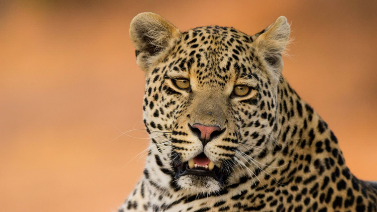 Predator Bloodlines — s01e01 — A Leopard's Tale