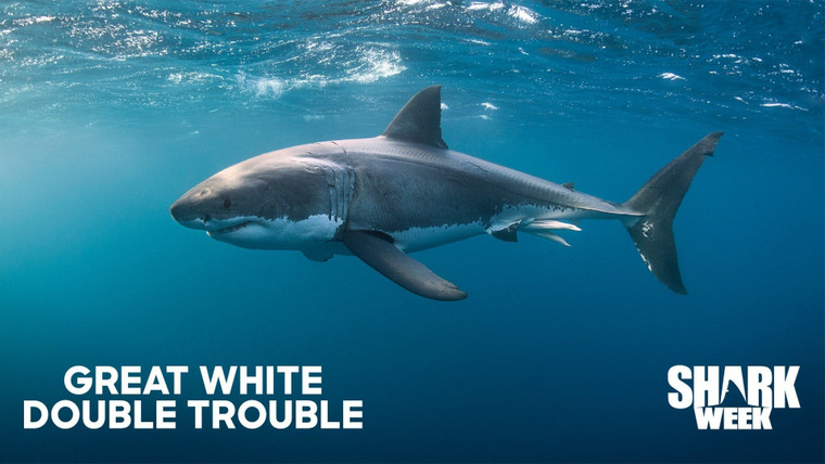 Shark Week — s2020e12 — Great White Double Trouble