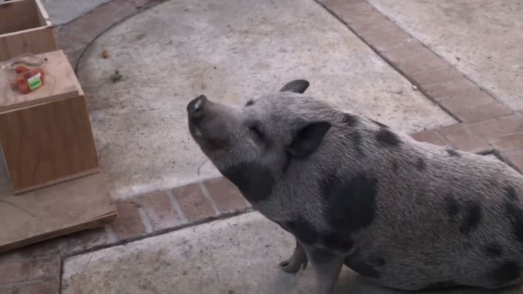 Animal Cribs — s02e07 — Pot-Bellied Pig Palace