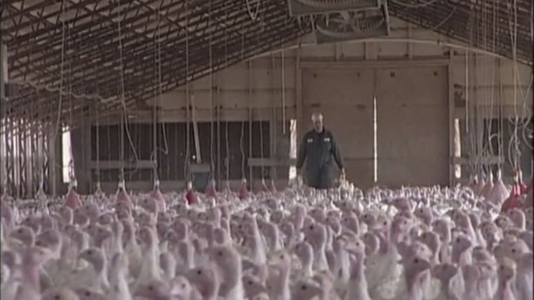 Грязная работенка — s02e09 — Turkey Farmer