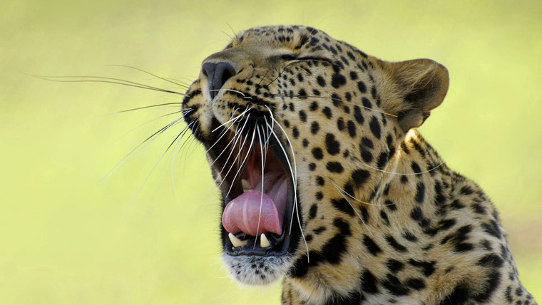 Бойцовский клуб для животных — s02e03 — Leopards, Wild Boars, Pistol Shrimp