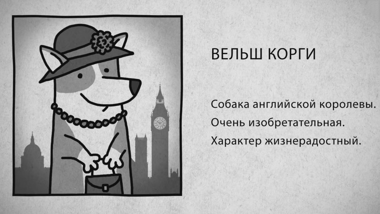 Звери Х: Породоведение с Евгенией Тимоновой — s01e09 — 09 Вельш корги