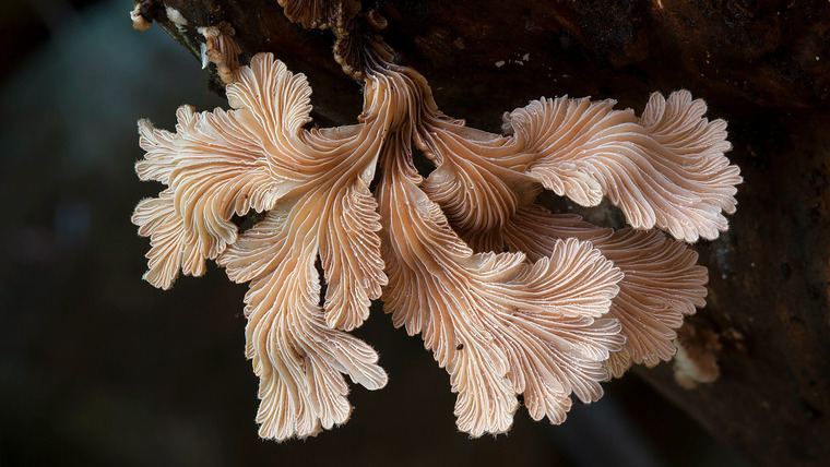 The Nature of Things with David Suzuki — s57e16 — The Kingdom: How Fungi Made Our World
