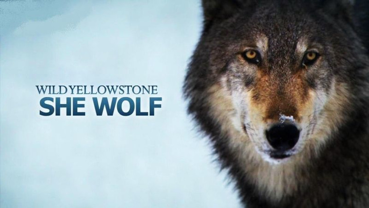 Wild Yellowstone — s01e03 — She Wolf