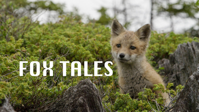 The Nature of Things with David Suzuki — s56e18 — Fox Tales