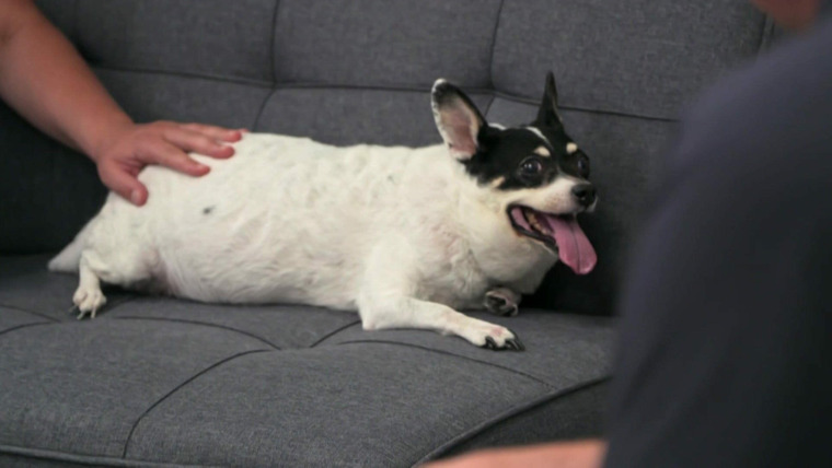 Pets & Pickers — s03e04 — Trails of Compassion