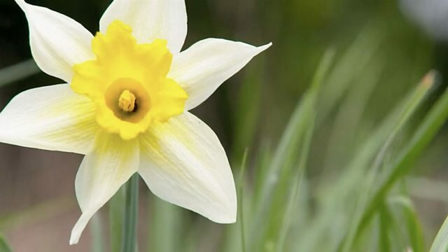 Countryfile — s33e14 — The Daffodil Way