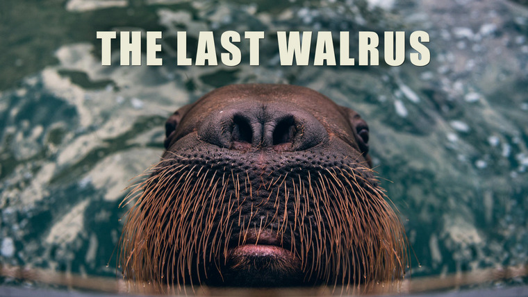 The Nature of Things with David Suzuki — s60e14 — The Last Walrus
