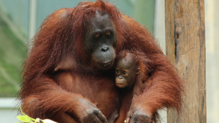 Meet the Orangutans — s01e08 — Baby Boom