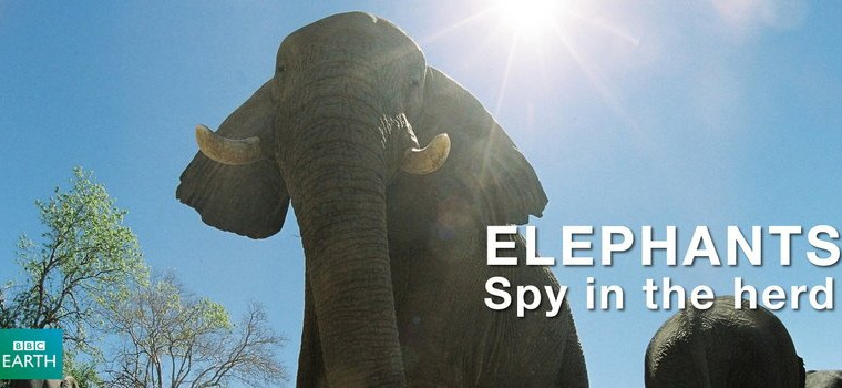 The Wildlife Specials — s01e14 — Elephants: Spy in the Herd