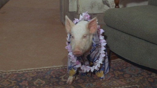 Green Acres — s04e01 — Guess Who's Not Going to the Luau?