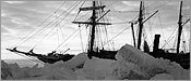 Новая звезда — s29e15 — Shackleton's Voyage of Endurance