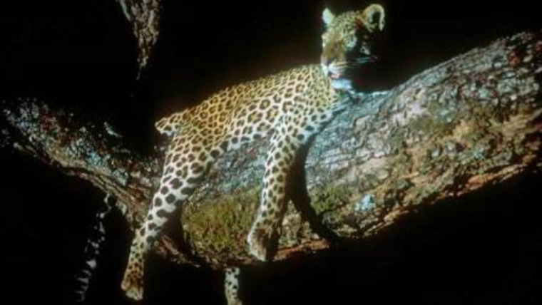 Живая природа: Специальные выпуски — s01e04 — Leopard: The Agent of Darkness