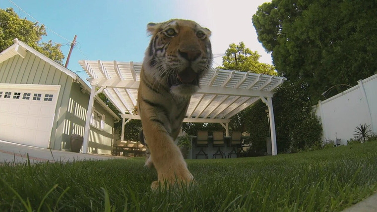 Outrageous 911 — s01e11 — Tiger in My Backyard