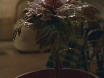 The Outer Limits — s07e12 — Flower Child