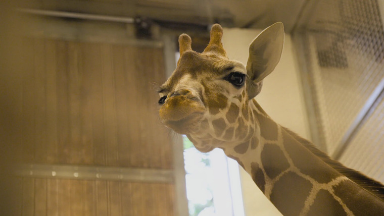 Secrets of the Zoo: North Carolina — s01e05 — Giraffic Park