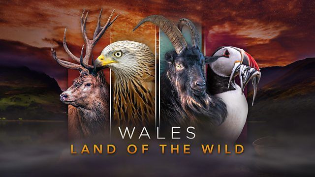 Wales: Land of the Wild — s01e01 — Episode 1