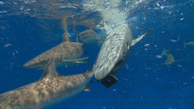 Живая природа: Специальные выпуски — s01 special-0 — Smart Sharks: Swimming With Roboshark
