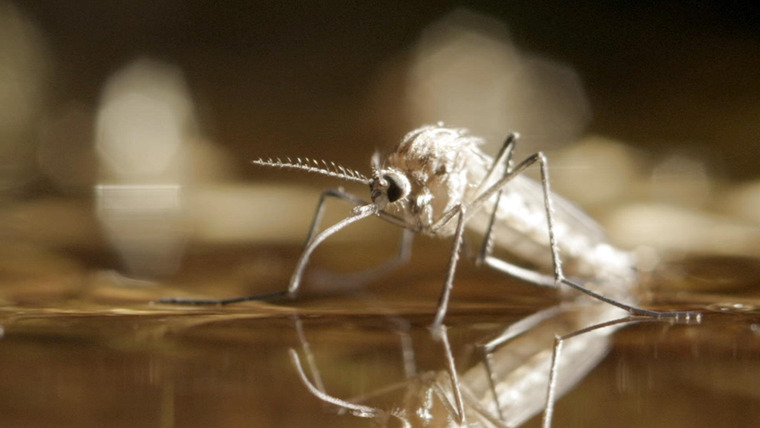 Зов природы с Хелен Миррен — s01e09 — The Optimistic Mosquito