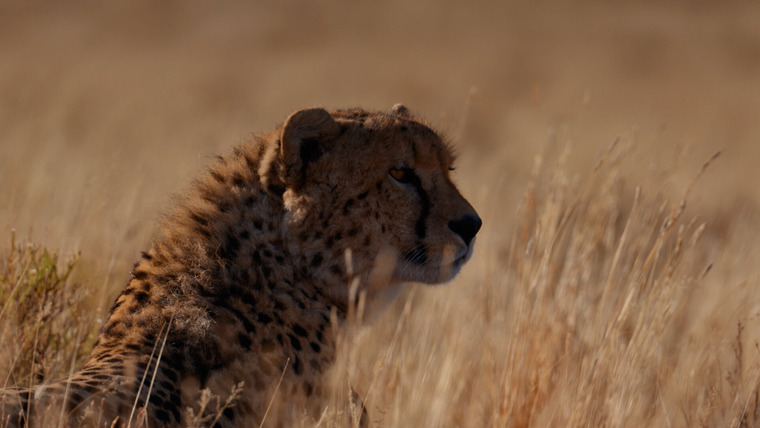 Hard Truths of Conservation — s01e05 — Restoring an Ecosystem