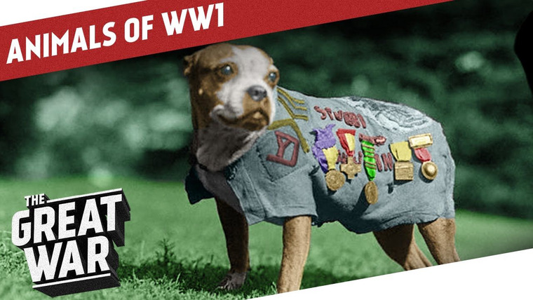 The Great War: Week by Week 100 Years Later — s02 special-5 — Animals of World War 1: Companions in the Trenches