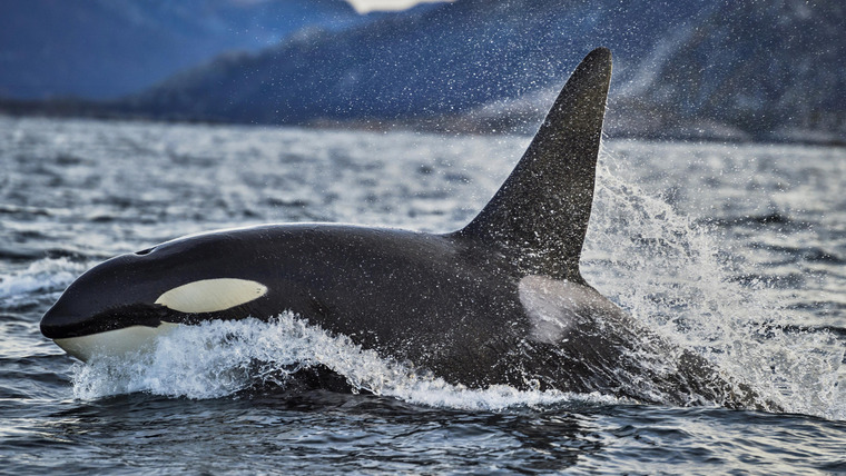 Chasing Ocean Giants — s01e08 — Killer Whales Of Norway