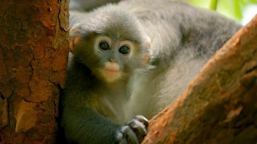 Природа — s39e05 — Protecting Primates | Primates