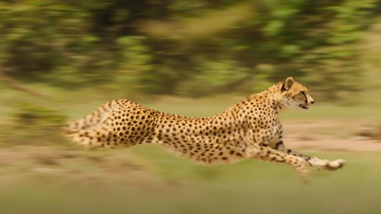 Возвращение в дикую природу — s01e05 — The Cheetah Cubs