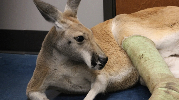 Dr. T, Lone Star Vet — s01e07 — The Roo to Recovery
