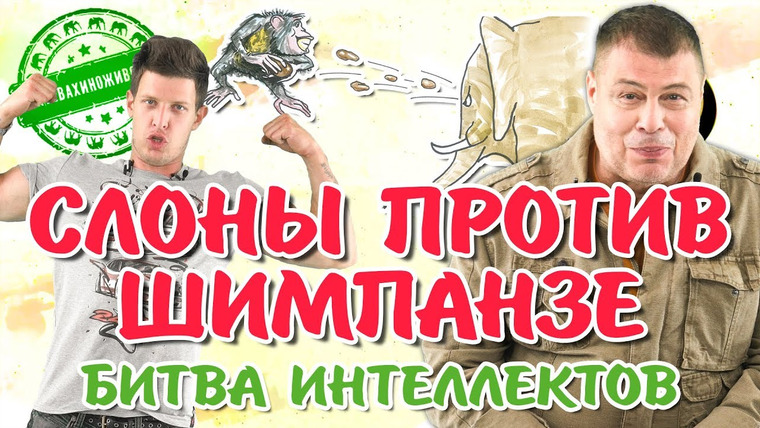 Затевахин О Животных — s01e16 — Кто умнее слоны или шимпанзе? | Затевахин о животных